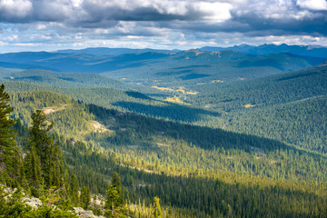 Fototapeta na wymiar spruce forest on the hillside 