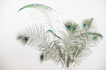 Peacock feathers, isolated on white background