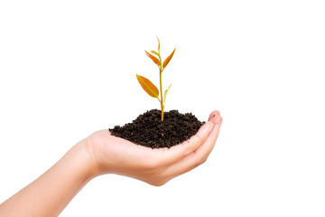 Human plant of tree saving the world.