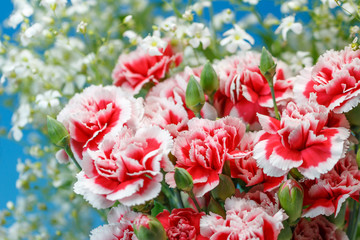 カーネーション