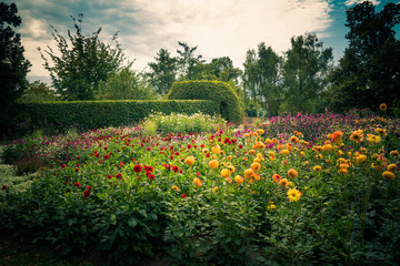 Sea of Dahlias