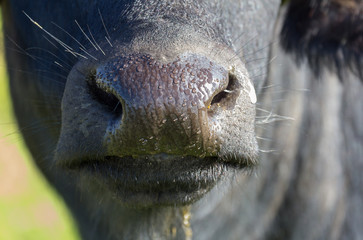 african buffalo nose detail