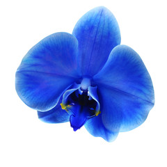 Blue flower orchid isolated by clipping path