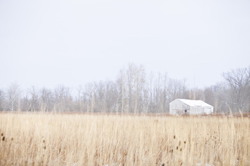 White wooden barn in the distance with brown overgrown grass in the foreground with leafless trees in the back. - Powered by Adobe