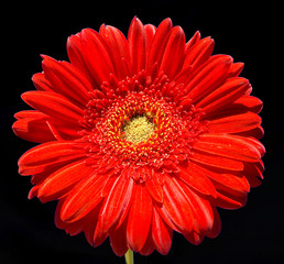 Red gerbera on black background