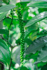 green peper on peper tree