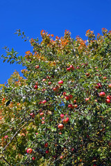 Apfelbaum