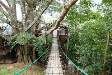 Obraz premium cafe on big tree