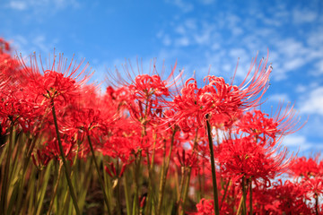 青空と彼岸花