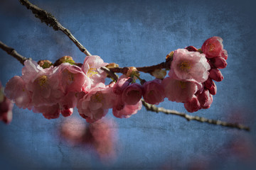Blossom