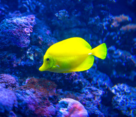 Fototapeta na wymiar Colorful fish in aquarium 