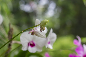 orchid