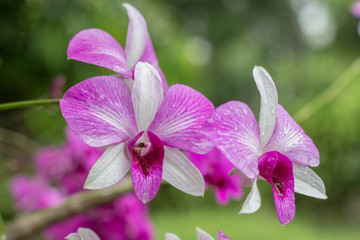 orchid
