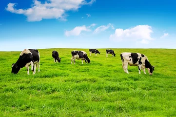 Papier Peint photo Autocollant Vache Vaches sur un champ vert.