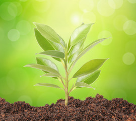 Green sprout growing