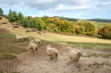 Fototapeta premium Sheeps
