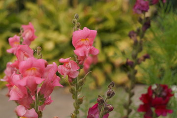 lwie paszcze © Dzikie Wino