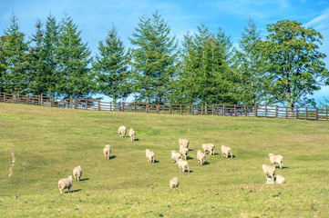 Obraz premium Sheeps