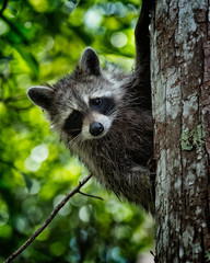 Rocky Racoon © johannesoehl