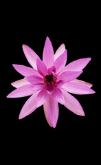 Fototapeta premium Lotus Flower 