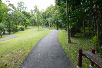 walkway and tree in the park