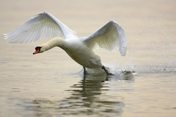 Fototapeta premium Höckerschwan,Schwan