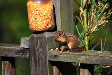Chipmunk eating corn out of a plastic jar