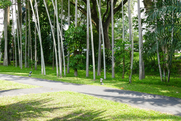 Fototapeta premium walkway and tree in the park