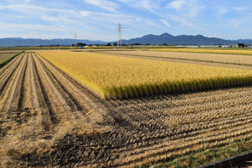 Fototapeta na wymiar 稲刈り中の田園／山形県の庄内地方で、稲刈り中の田園風景を撮影した写真です。