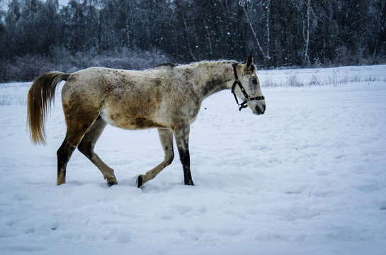 Horse on the snow