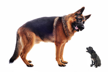 german shepherd and chihuahua