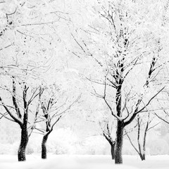 Fototapety  Zimowy las ze śniegiem