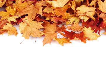 Maple leaves on white
