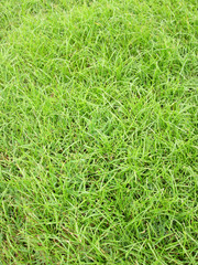 Grass