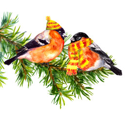 Birds in winter clothes, hat and scarf, on pine xmas tree.