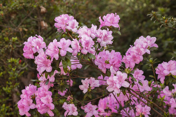 Spring Flowers bloom colors of nature