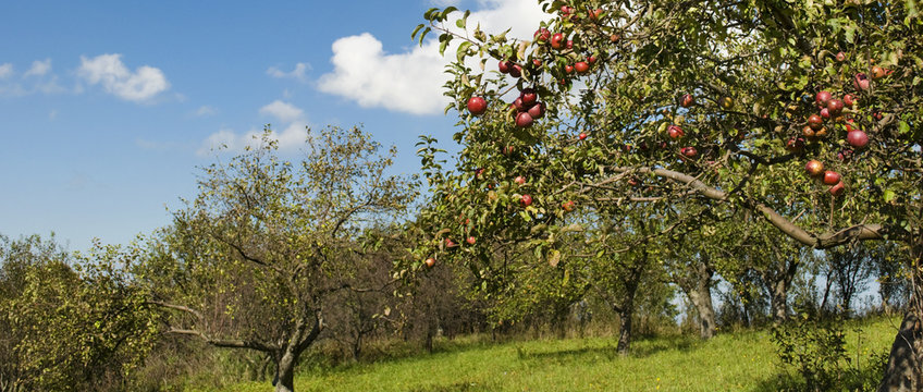 Apple orchard with ripe red fruit