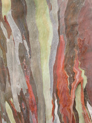 Eucalyptus bark