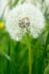 Одуванчик белый