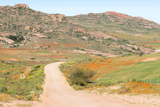 Orange wild flowers next to the road to Hondeklipbaai