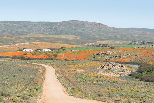 Flower landscape near Garies