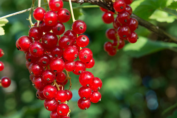 red currant on a branch