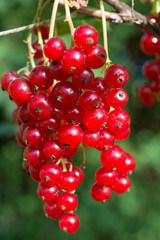 red currant on a branch