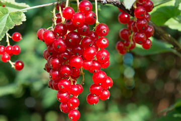 red currant on a branch