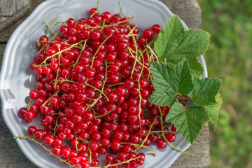 red currant on plate