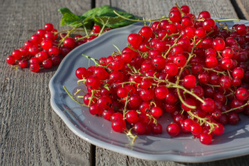 red currant on plate