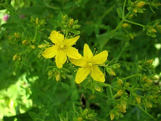 yellow blossoming of flower