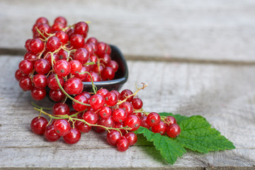 red currant in bowl