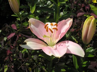 pink blossoming of Lily