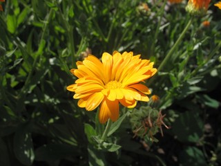 calendula